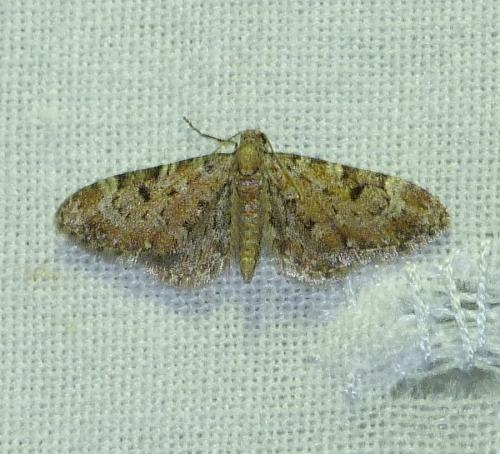 Réf. 146 816 : Eupithecia pantellata