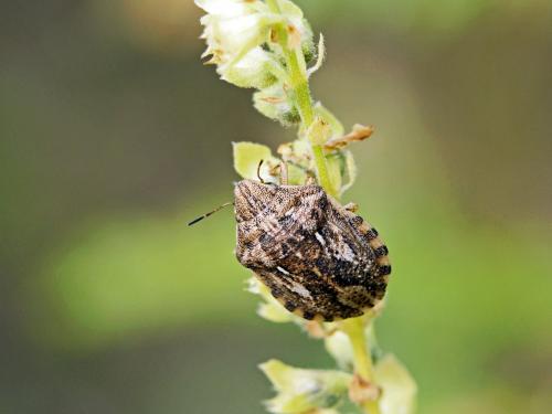 Eurygaster maura