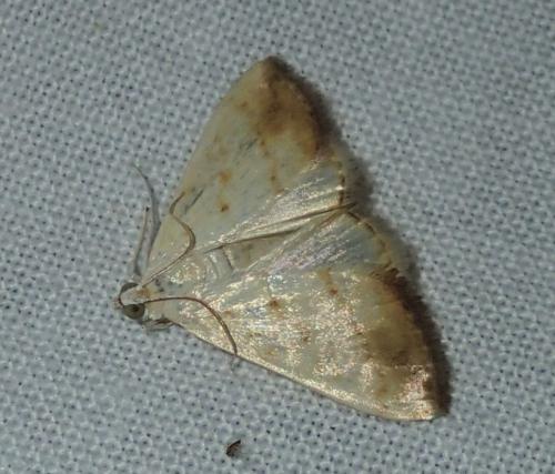 Réf. 146 704 : Evergestis extimalis