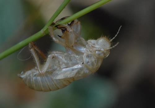 Cicada orni