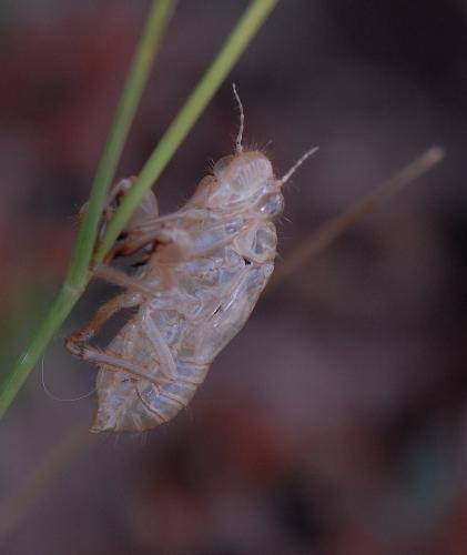 Réf. 146 457 : Cicada orni
