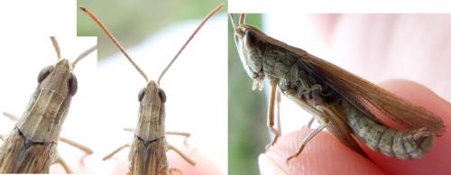 Chorthippus albomarginatus albomarginatus