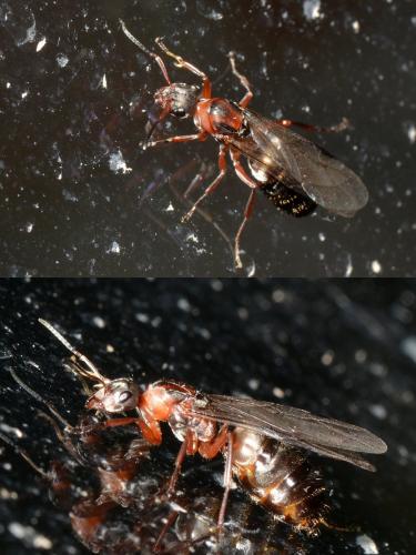 Réf. 146 754 : Formica rufibarbis