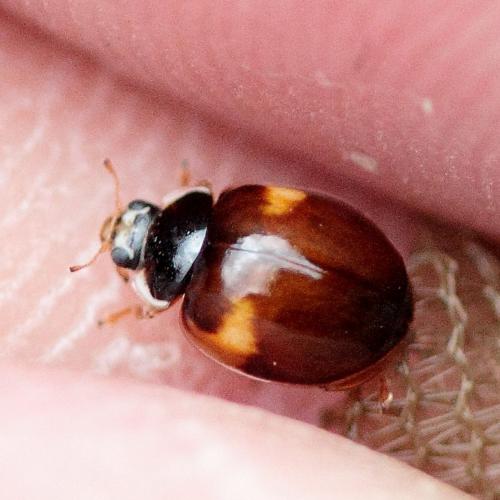 Adalia decempunctata