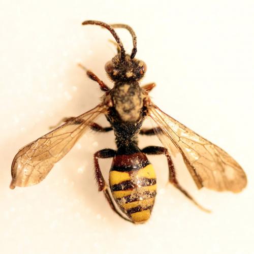 Nomada sp.