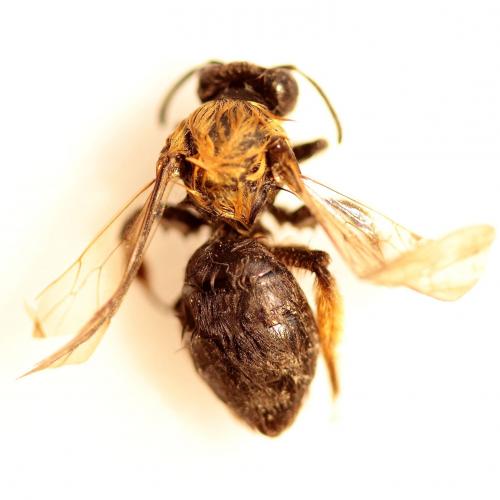 Andrena sp.