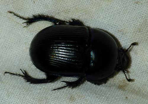 Réf. 146 638 : Geotrupes sp.