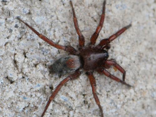 Réf. 146 244 : Scotophaeus nanoides