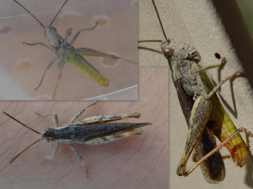 Chorthippus sp.