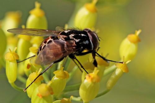 Réf. 146 065 : Graphomya maculata