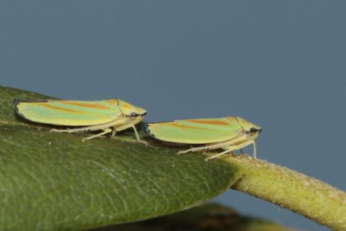 Réf. 146 530 : Graphocephala fennahi