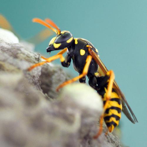 Polistes dominula