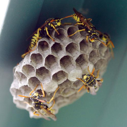 Polistes dominula