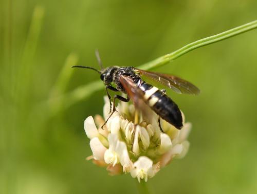 Réf. 146 616 : Cephaledo bifasciata rossii