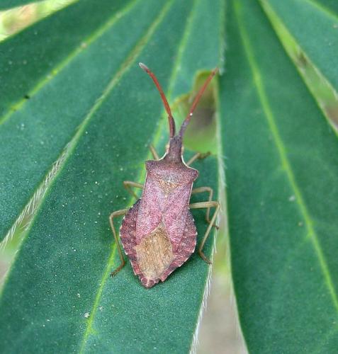 Réf. 146 289 : Haploprocta sulcicornis