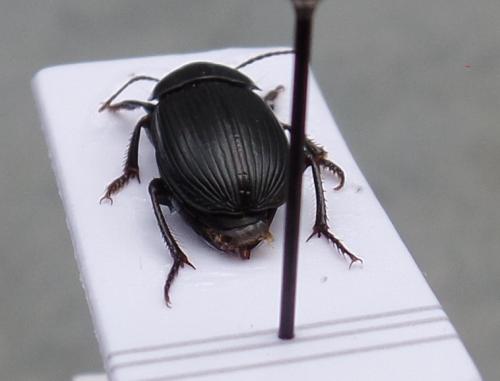 Réf. 146 256 : Harpalus serripes