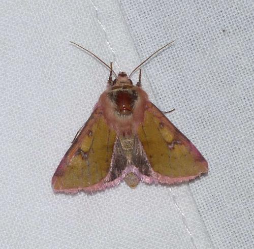 Heliothis incarnata