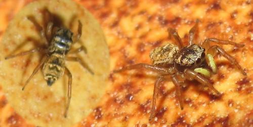 Réf. 146 444 : Heliophanus tribulosus