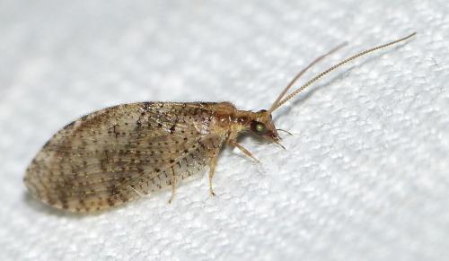 Hemerobius sp.