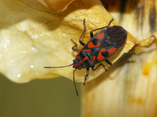 Réf. 146 956 : Spilostethus saxatilis