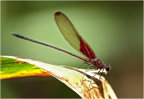 Hetaerina rosea