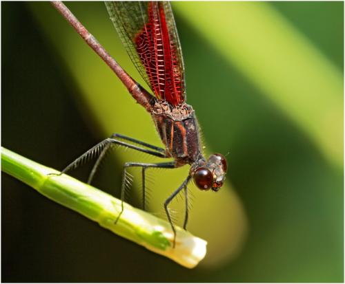 Hetaerina rosea