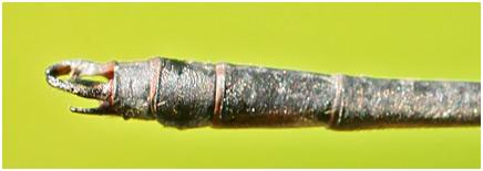 Hetaerina rosea