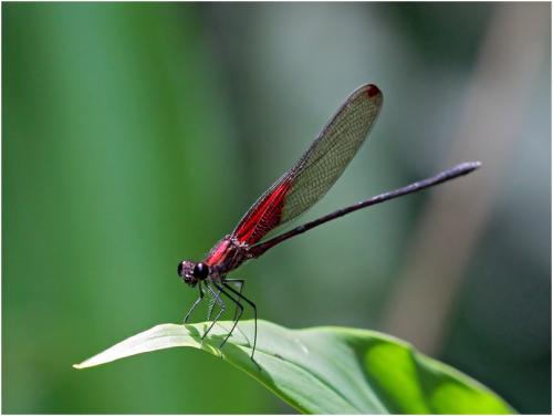 Hetaerina rosea