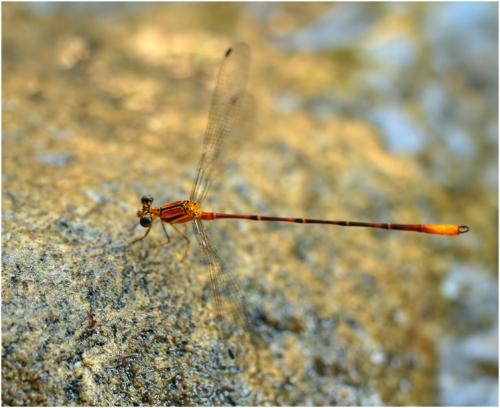 Heteragrion triangulare