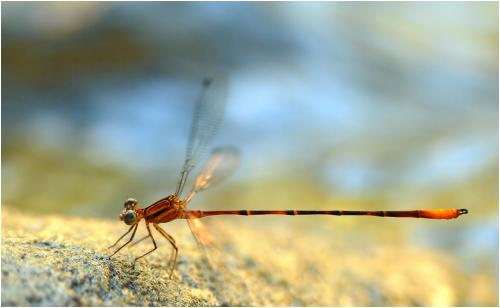 Heteragrion triangulare