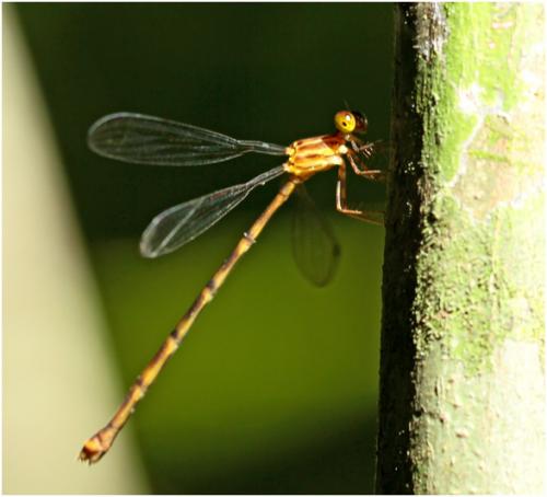 Heteragrion triangulare