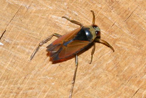 Notonecta glauca