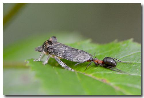 Ledra aurita