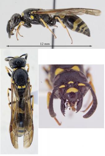 Réf. 146 047 : Symmorphus sp.