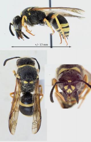 Ancistrocerus sp.