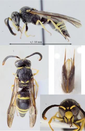 Ancistrocerus sp.