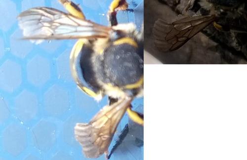 Anthidium florentinum