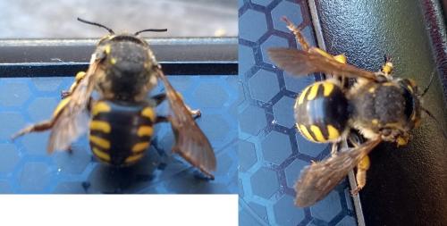 Anthidium florentinum