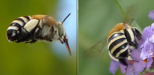 Réf. 146 449 : Amegilla quadrifasciata