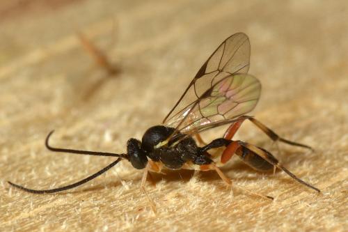 Réf. 146 671 : Phobocampe sp.