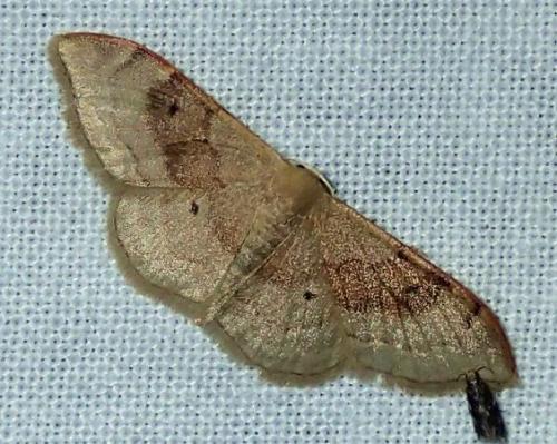 Réf. 146 753 : Idaea degeneraria