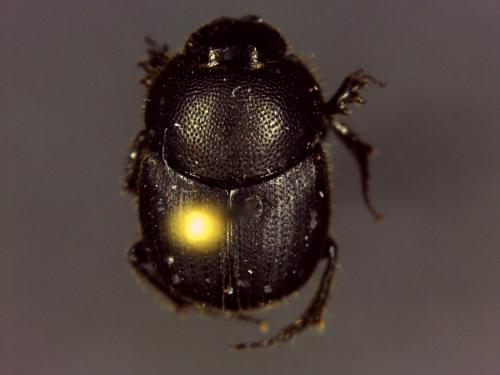 Réf. 146 226 : Onthophagus joannae