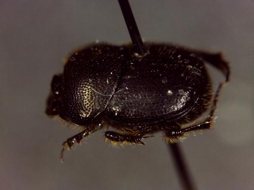Réf. 146 228 : Onthophagus joannae
