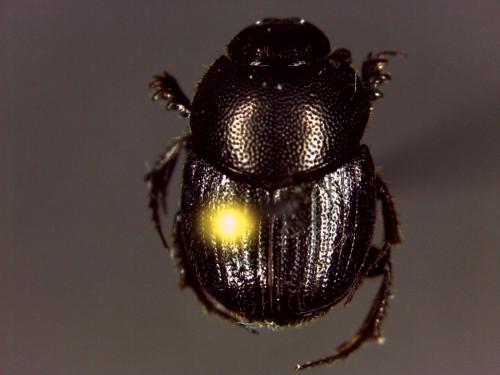 Réf. 146 223 : Onthophagus grossepunctatus