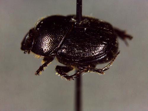 Réf. 146 224 : Onthophagus grossepunctatus