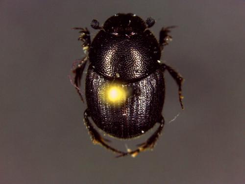 Réf. 146 229 : Onthophagus sp.