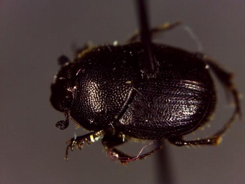 Réf. 146 230 : Onthophagus sp.