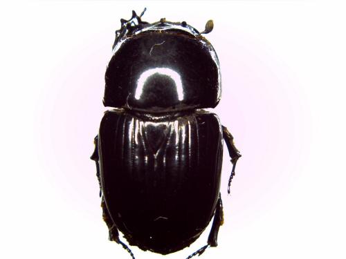 Réf. 146 681 : Teuchestes fossor