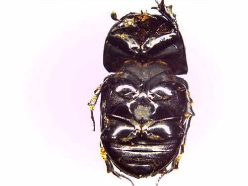 Réf. 146 682 : Teuchestes fossor