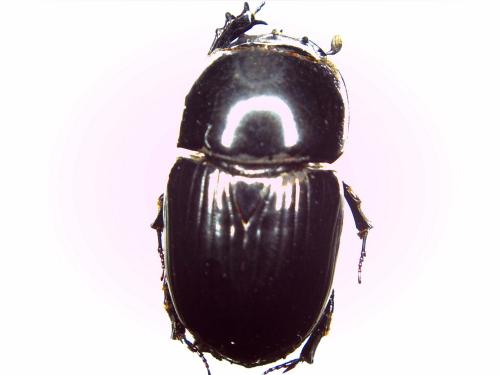Réf. 146 683 : Teuchestes fossor